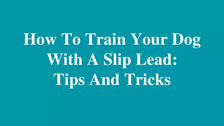 how to train your dog with a slip lead tips and tricks