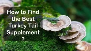 how to find the best turkey tail supplement