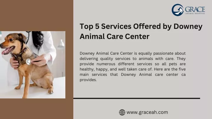 top 5 services offered by downey animal care