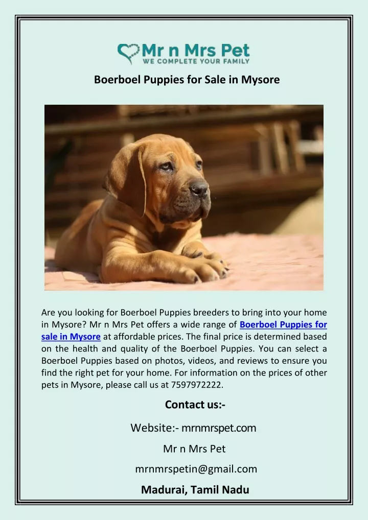 boerboel puppies for sale in mysore