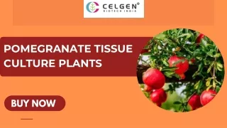 Buy Pomegranate Tissue Culture Plants Online at Celgen Biotech