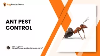 Ant Removal Service