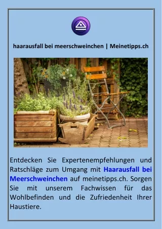 haarausfall bei meerschweinchen meinetipps ch