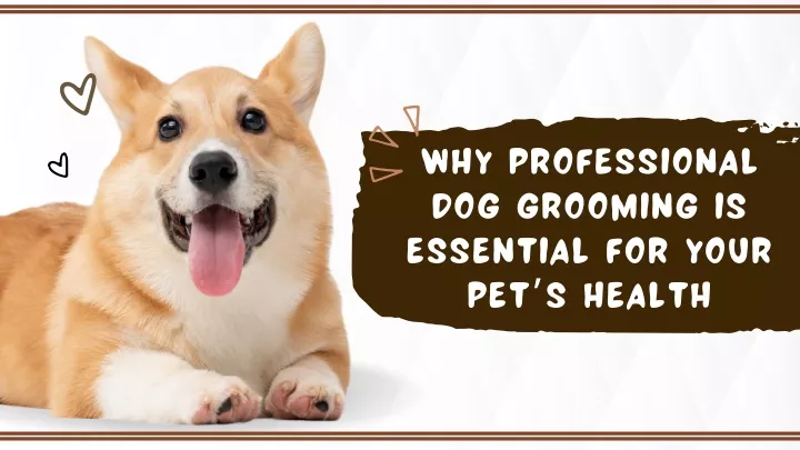 why professional dog grooming is essential