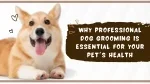 Regular Routine for Maintain Dog Hygiene - slide 1