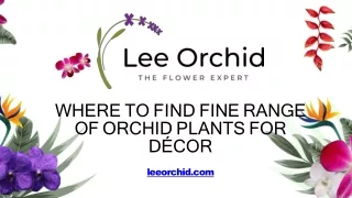 Where To Find Fine Range Of Orchid Plants For Décor