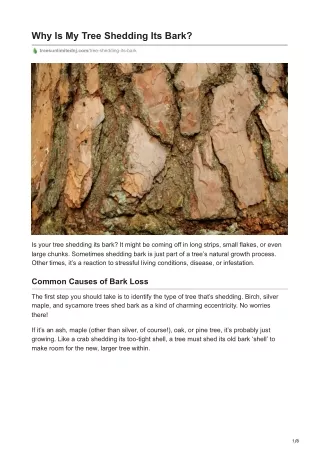 Why Is My Tree Shedding Its Bark - Trees Unlimited LLC