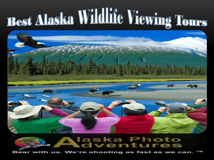 best alaska wildlife viewing tours