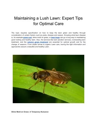 Maintaining a Lush Lawn_ Expert Tips for Optimal Care