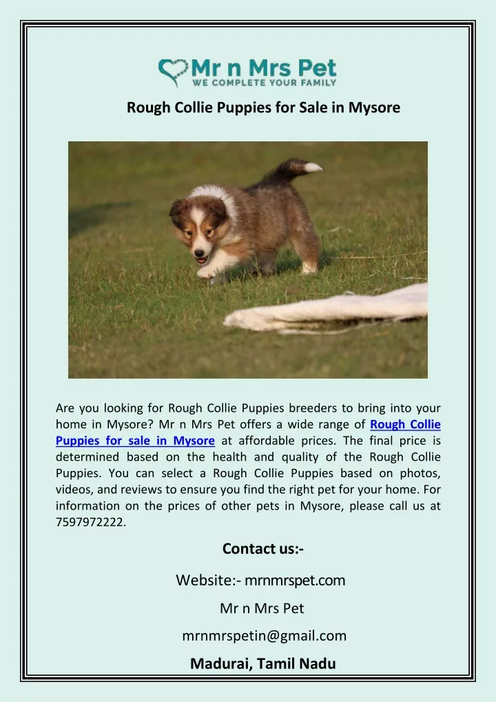 rough collie puppies for sale in mysore