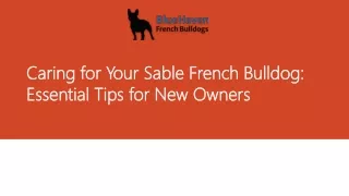 Caring for Your Sable French Bulldog Essential Tips for New Owners