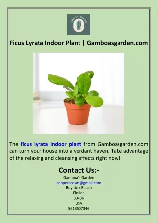 Ficus Lyrata Indoor Plant  Gamboasgarden.com