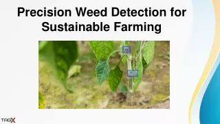 Crop Weed Detection Services | TagX