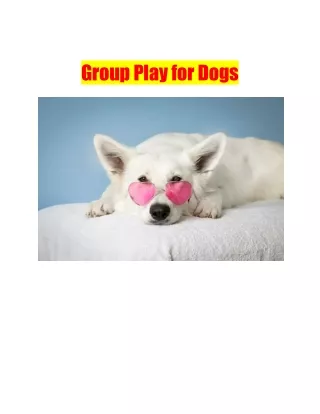 Group Play for Dogs