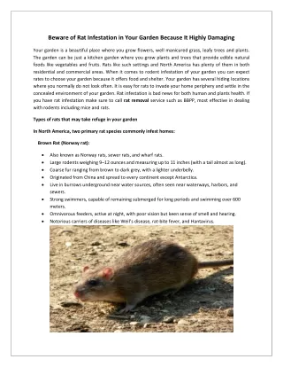 Beware of Rat Infestation in Your Garden Because It Highly Damaging