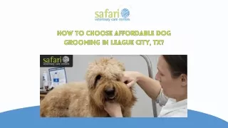 How To Choose Affordable Dog Grooming In League City, TX