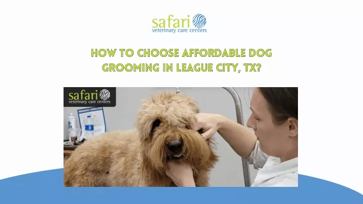 how to choose affordable dog grooming in league