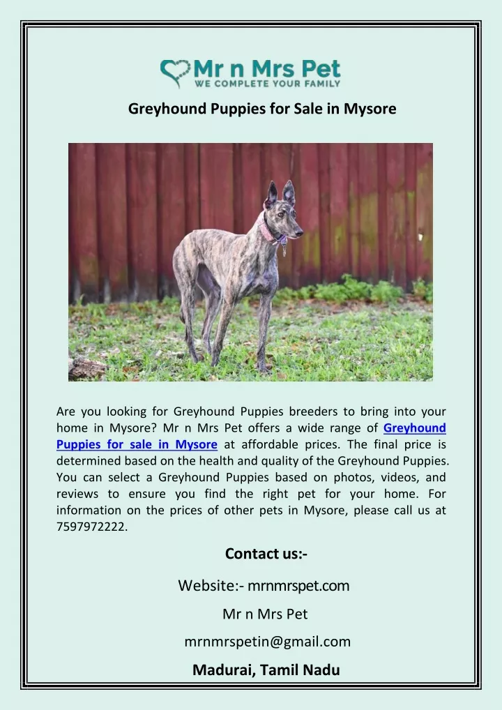 greyhound puppies for sale in mysore