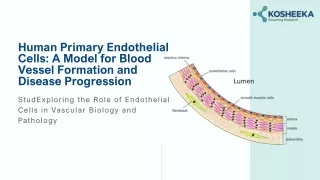 Human Primary Endothelial Cells: A Model for Blood Vessel Formation and Disease