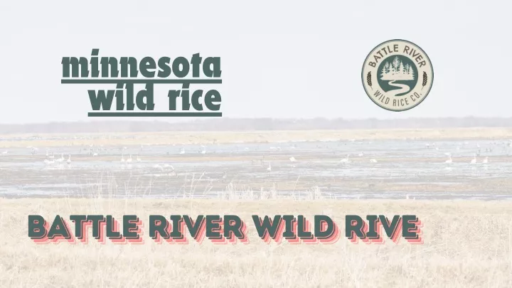 minnesota wild rice