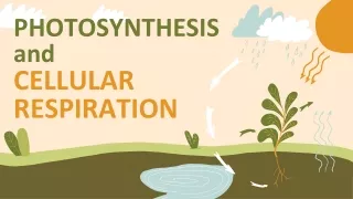 photosynthesis a nd cellular respiration