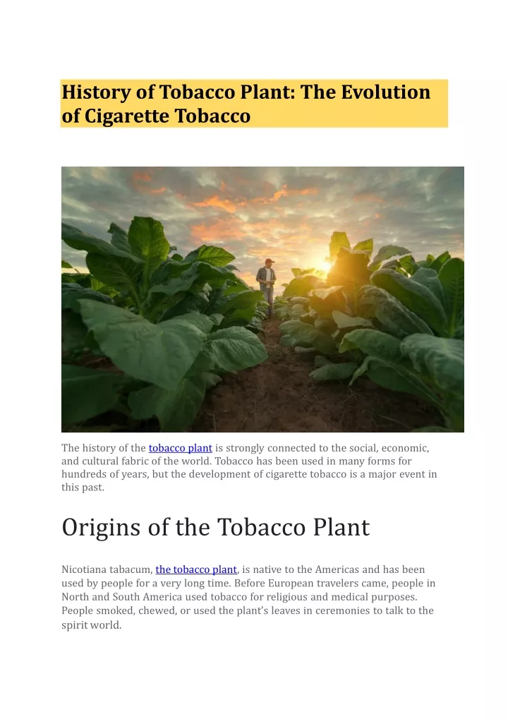 history of tobacco plant the evolution