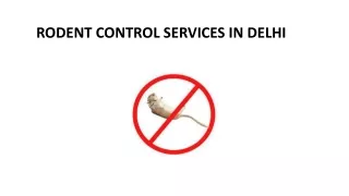 RODENT CONTROL SERVICES IN DELHI