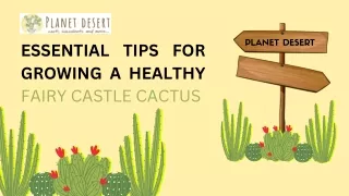 Fairy Castle Cactus: Tips for Growing & Caring for Acanthocereus Tetragonus