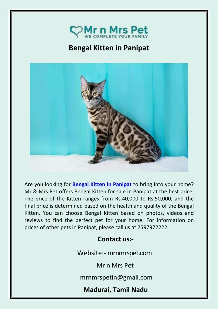 bengal kitten in panipat