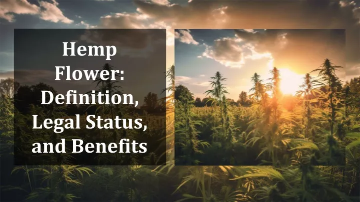 hemp flower definition legal status and benefits