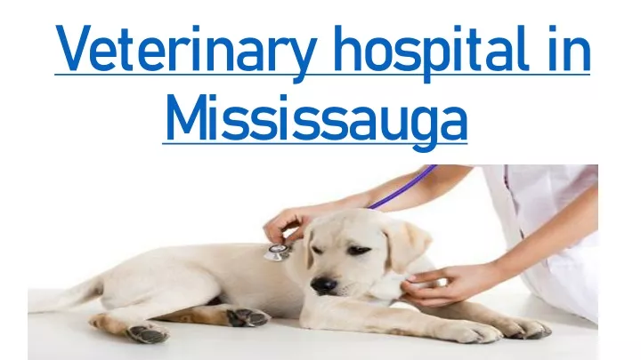 veterinary hospital in mississauga