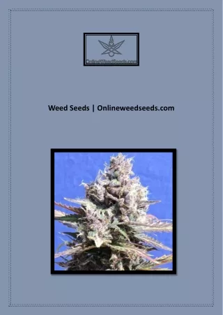 Gg #4 Feminized Seeds | Onlineweedseeds.com