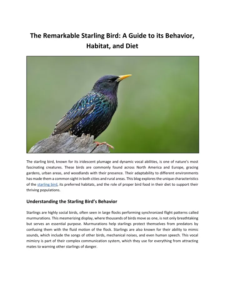 the remarkable starling bird a guide