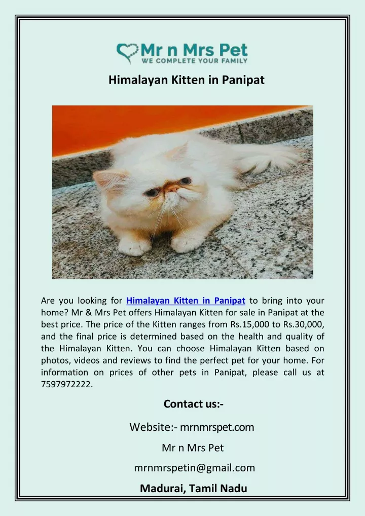 himalayan kitten in panipat