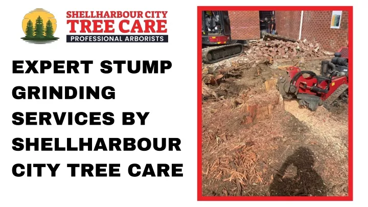 expert stump grinding services by shellharbour