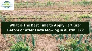 What is the best time to apply fertilizer before or after lawn mowing in Austin, TX