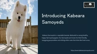 Find Adorable Samoyed Puppies Near Me