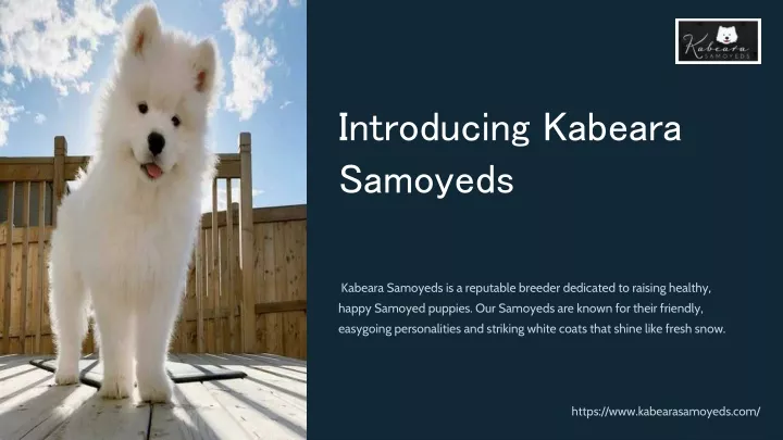 introducing kabeara samoyeds