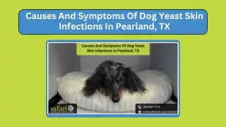 Causes And Symptoms Of Dog Yeast Skin Infections In Pearland, TX