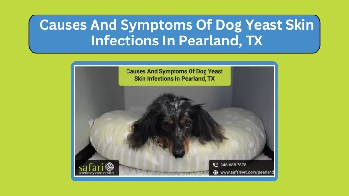 causes and symptoms of dog yeast skin infections