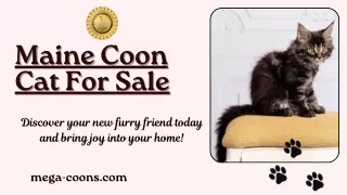 Maine Coon Cat For Sale: Discover Your Ideal Furry Friend Today!