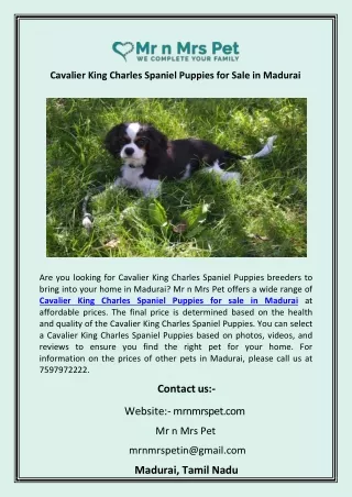 Cavalier King Charles Spaniel Puppies for Sale in Madurai