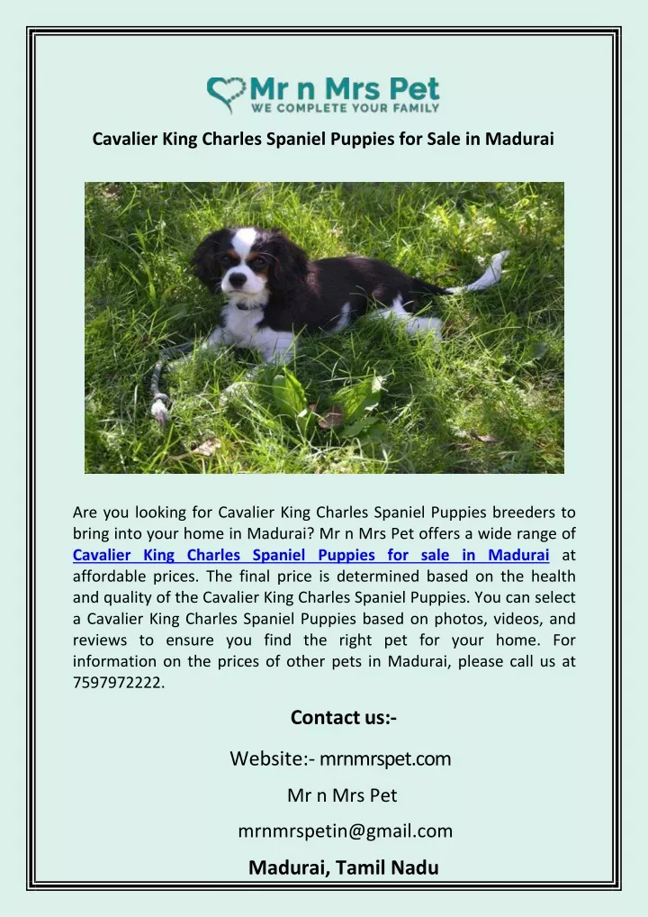 cavalier king charles spaniel puppies for sale