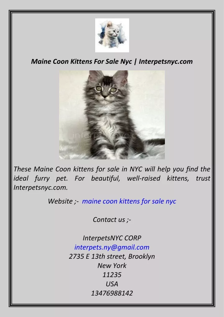 maine coon kittens for sale nyc interpetsnyc com