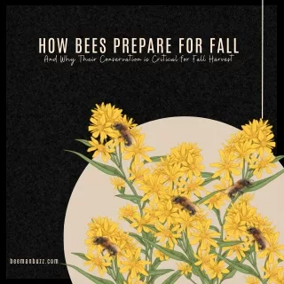 How Bees Prepare for Fall and Why Their Conservation is Critical for Fall Harvest