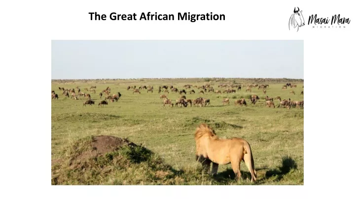 the great african migration