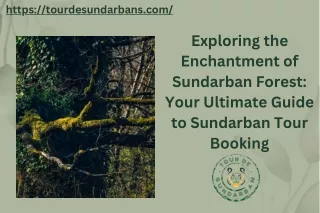 Exploring the Enchantment of Sundarban Forest: Your Ultimate Guide to Sundarban