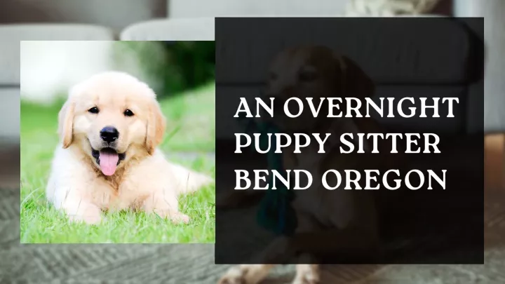 an overnight puppy sitter bend oregon