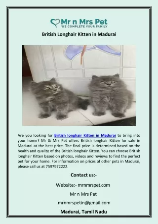 British Longhair Kitten in Madurai