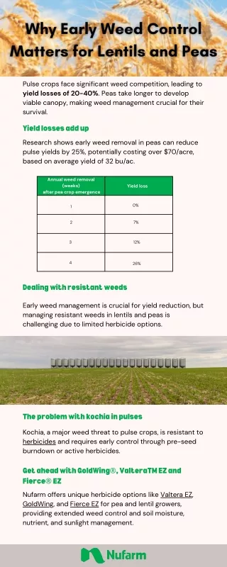 Why Early Weed Control Matters for Lentils and Peas